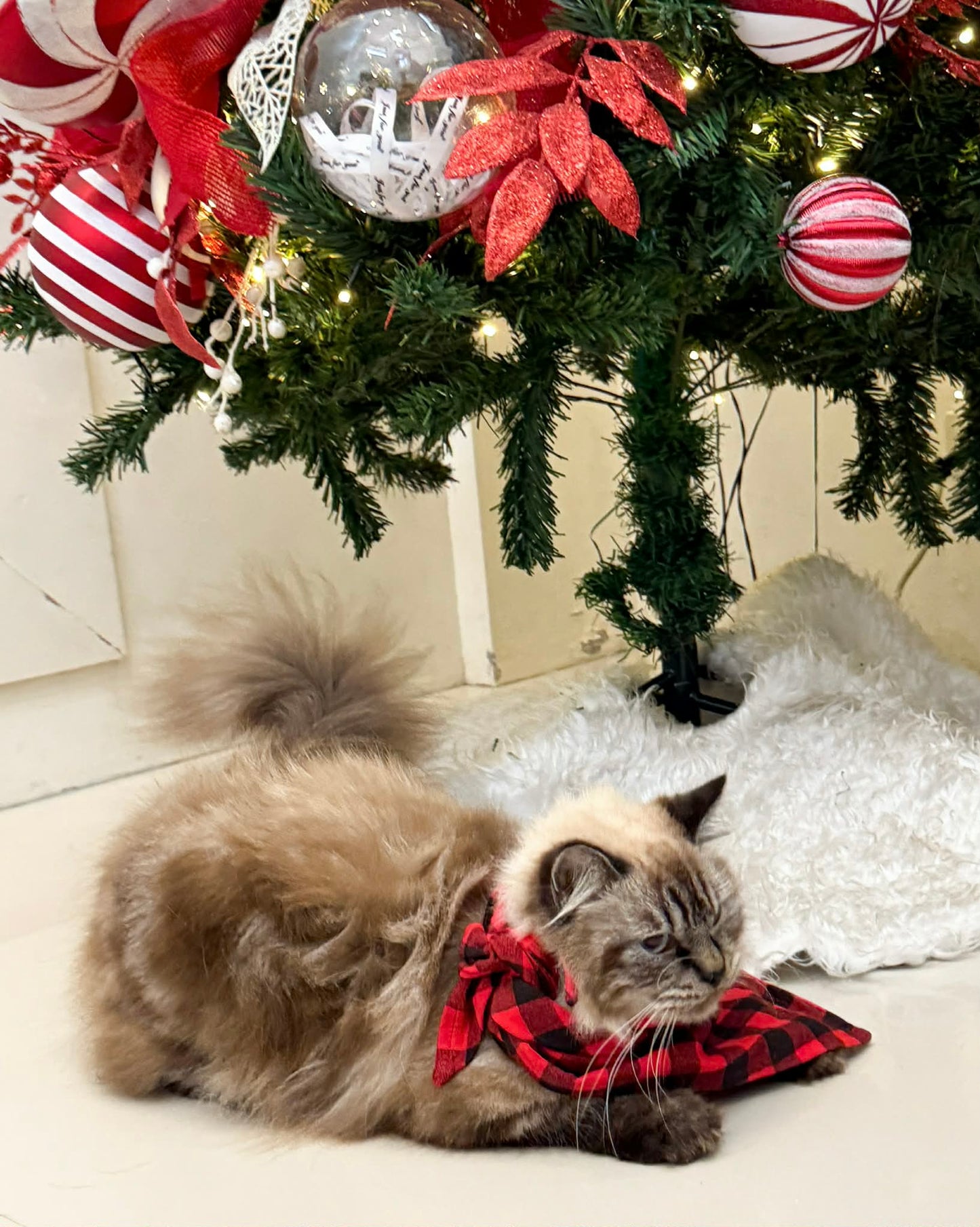 Pambahaymnl Christmas Furbabies Bib